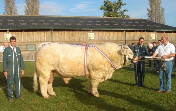 Concours présentation bovine